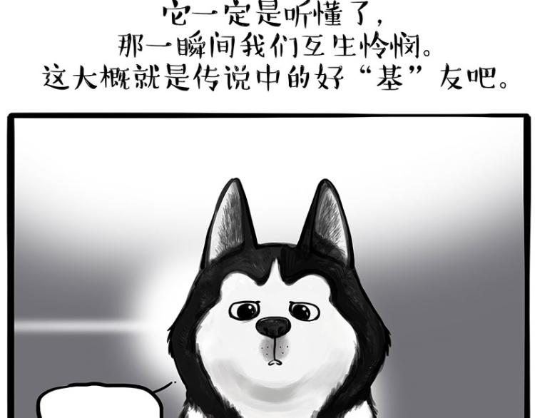 《吾皇巴扎黑》漫画最新章节第287话 真假牛能？！免费下拉式在线观看章节第【7】张图片