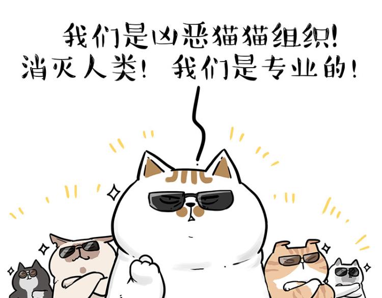 《吾皇巴扎黑》漫画最新章节第290话 凶恶猫猫组织免费下拉式在线观看章节第【38】张图片