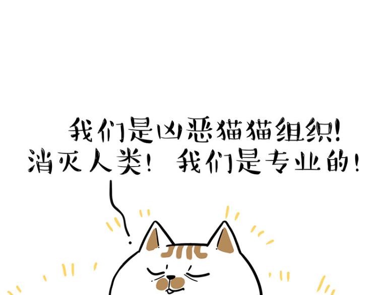 《吾皇巴扎黑》漫画最新章节第290话 凶恶猫猫组织免费下拉式在线观看章节第【52】张图片