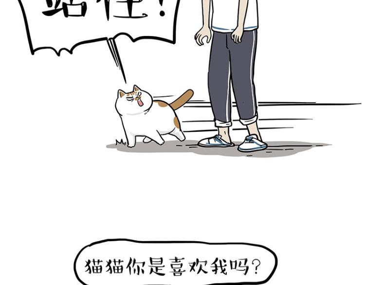 《吾皇巴扎黑》漫画最新章节第290话 凶恶猫猫组织免费下拉式在线观看章节第【56】张图片