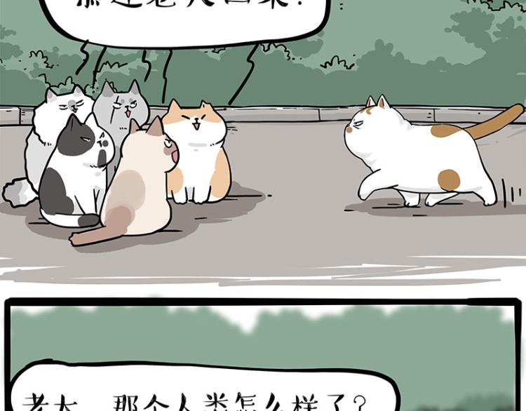 《吾皇巴扎黑》漫画最新章节第290话 凶恶猫猫组织免费下拉式在线观看章节第【64】张图片