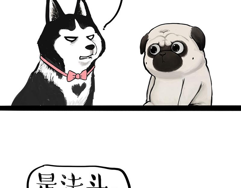 《吾皇巴扎黑》漫画最新章节第297话 无处不在拦路猫免费下拉式在线观看章节第【13】张图片