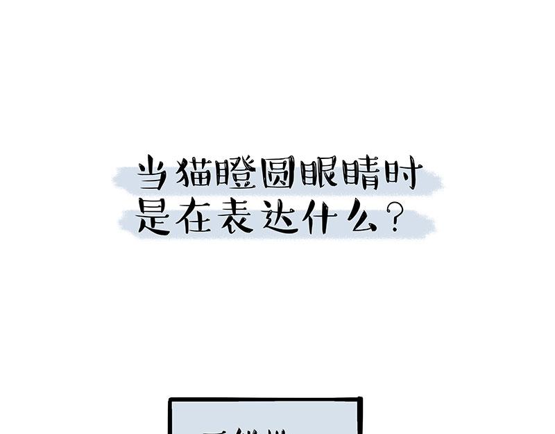 《吾皇巴扎黑》漫画最新章节第309话 不妙小喵招免费下拉式在线观看章节第【26】张图片