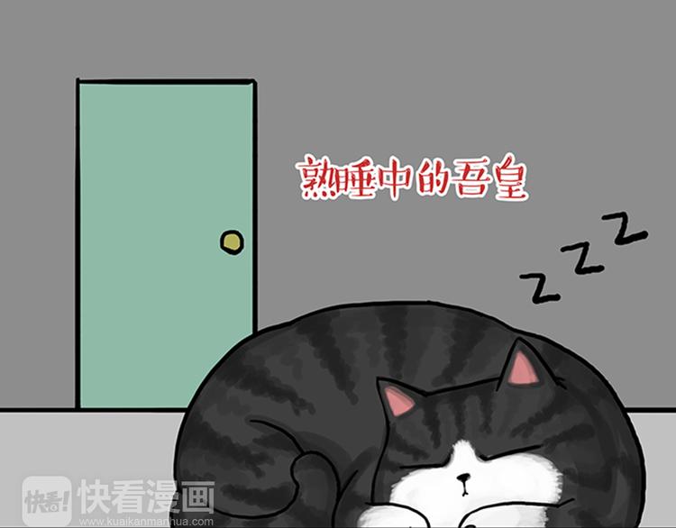 《吾皇巴扎黑》漫画最新章节第33话 洗猫的少年总是孤独的免费下拉式在线观看章节第【30】张图片