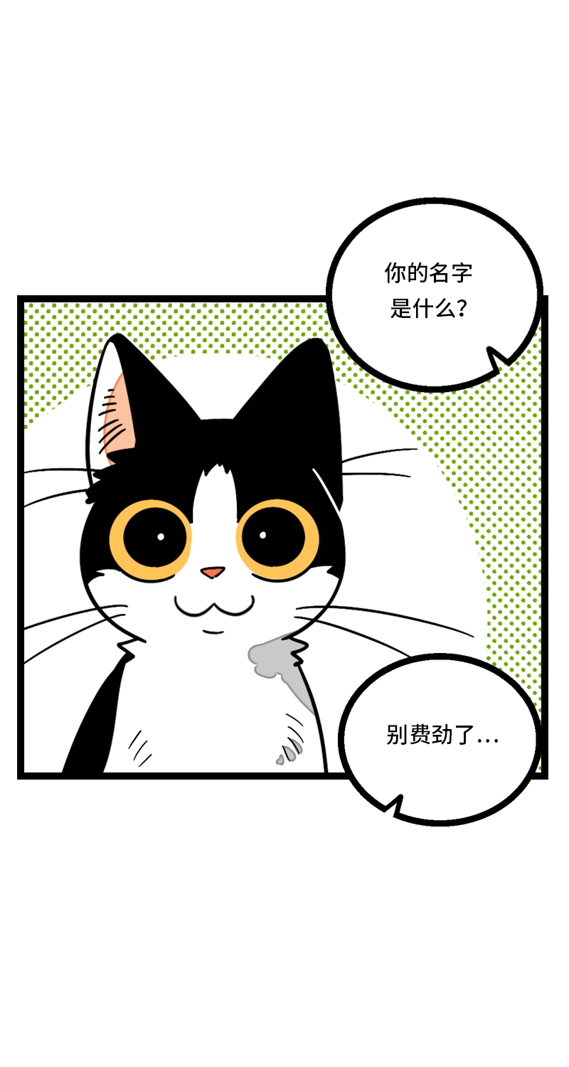 《周一至周末》漫画最新章节第11话 一只特立独行的猫免费下拉式在线观看章节第【24】张图片