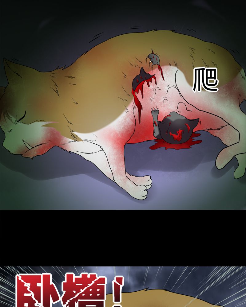 《诡中有诡》漫画最新章节第69章：茹猫饮血（下）免费下拉式在线观看章节第【8】张图片