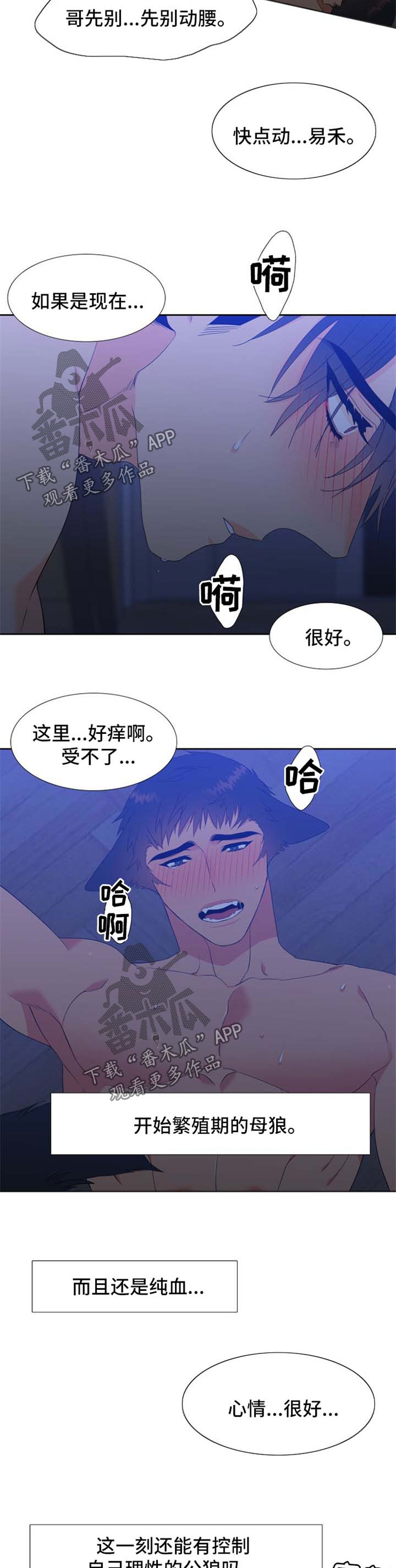 【狼的香气】漫画-（第160章：【第二季】繁殖期的母狼）章节漫画下拉式图片-第6张图片