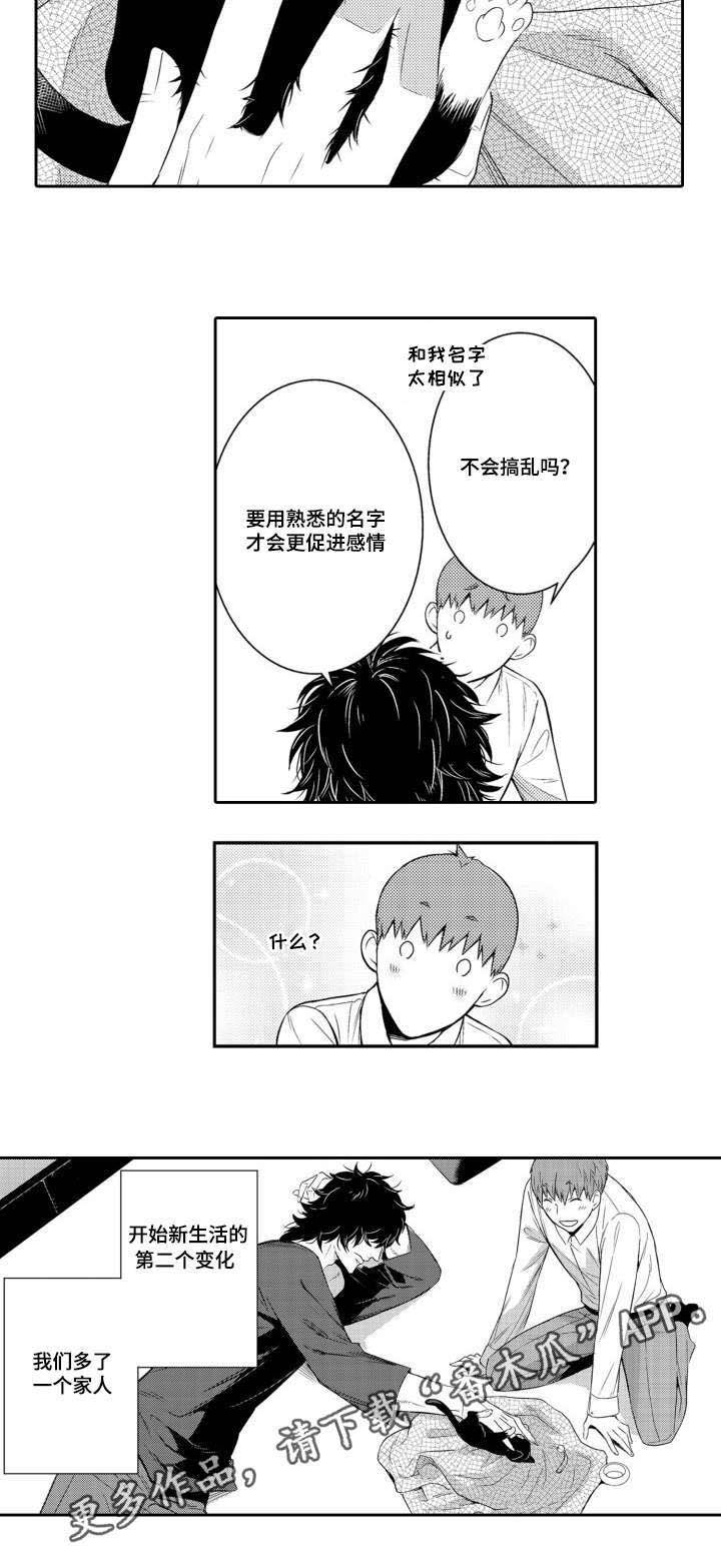 《情不宜迟》漫画最新章节第56章：养猫免费下拉式在线观看章节第【1】张图片