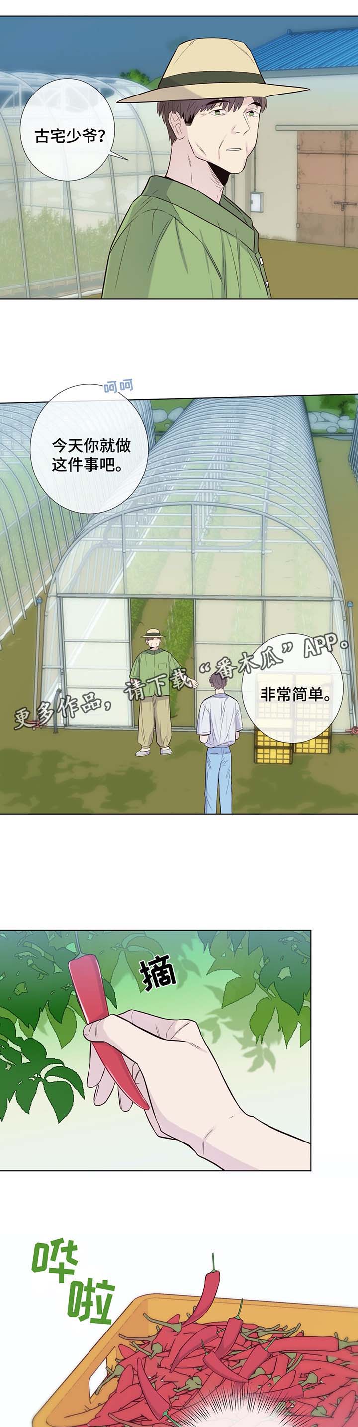 《田园一夏》漫画最新章节第31章：收获辣椒免费下拉式在线观看章节第【9】张图片