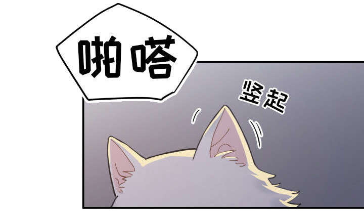 《亲爱的喵君》漫画最新章节第2章：白猫免费下拉式在线观看章节第【7】张图片