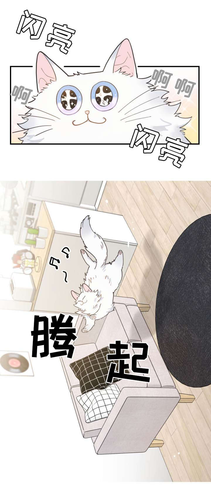 《亲爱的喵君》漫画最新章节第2章：白猫免费下拉式在线观看章节第【11】张图片