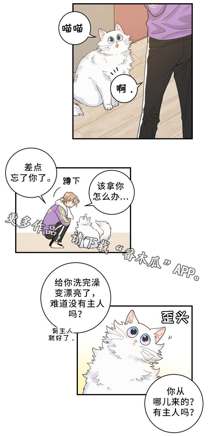 《亲爱的喵君》漫画最新章节第4章：我要呆在这免费下拉式在线观看章节第【7】张图片