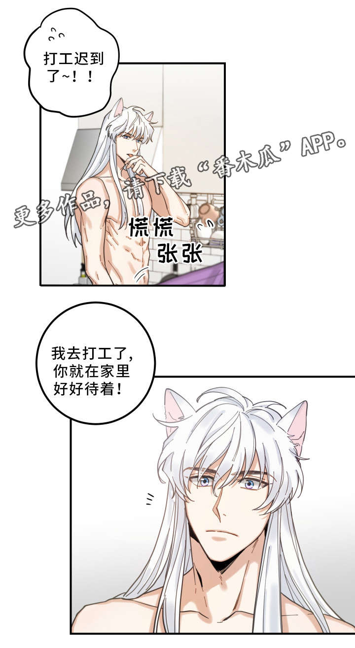 《亲爱的喵君》漫画最新章节第6章：猫呢免费下拉式在线观看章节第【8】张图片