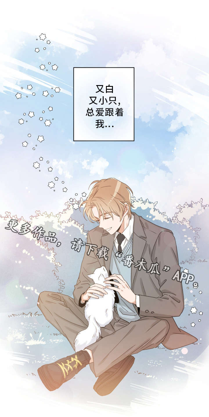 《亲爱的喵君》漫画最新章节第15章：抓伤免费下拉式在线观看章节第【1】张图片