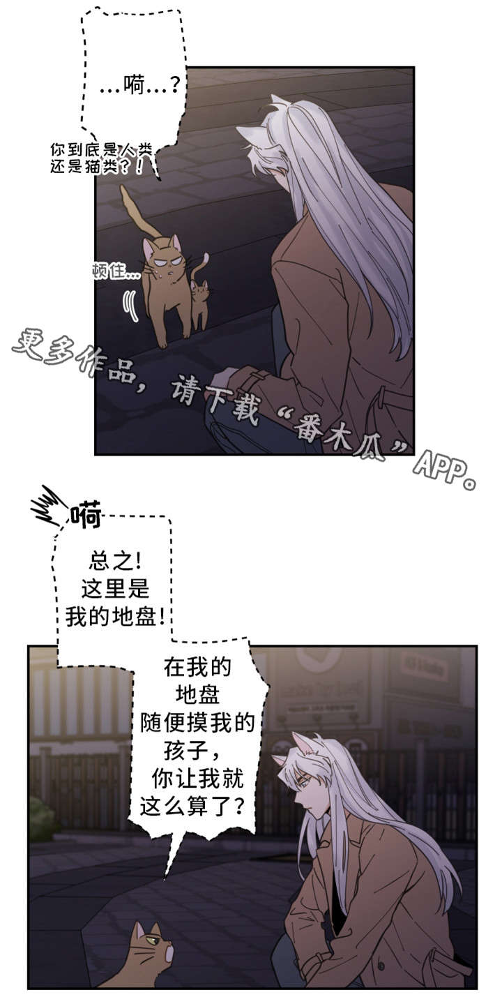 《亲爱的喵君》漫画最新章节第15章：抓伤免费下拉式在线观看章节第【10】张图片