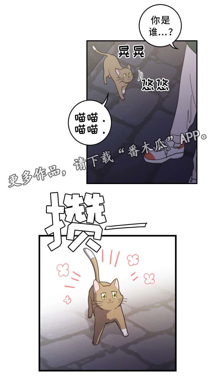 《亲爱的喵君》漫画最新章节第15章：抓伤免费下拉式在线观看章节第【17】张图片