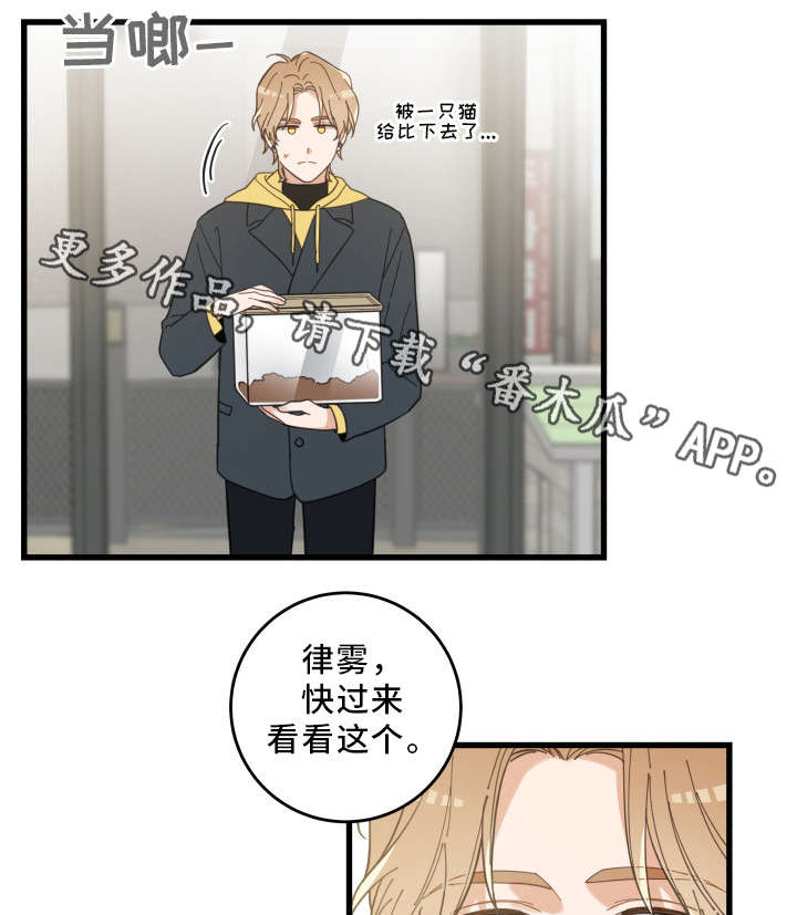 《亲爱的喵君》漫画最新章节第23章：再遇免费下拉式在线观看章节第【4】张图片