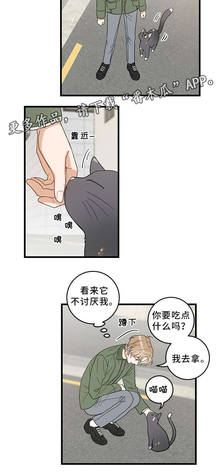 《亲爱的喵君》漫画最新章节第31章：黑猫免费下拉式在线观看章节第【8】张图片