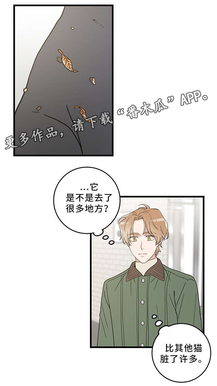 《亲爱的喵君》漫画最新章节第31章：黑猫免费下拉式在线观看章节第【10】张图片