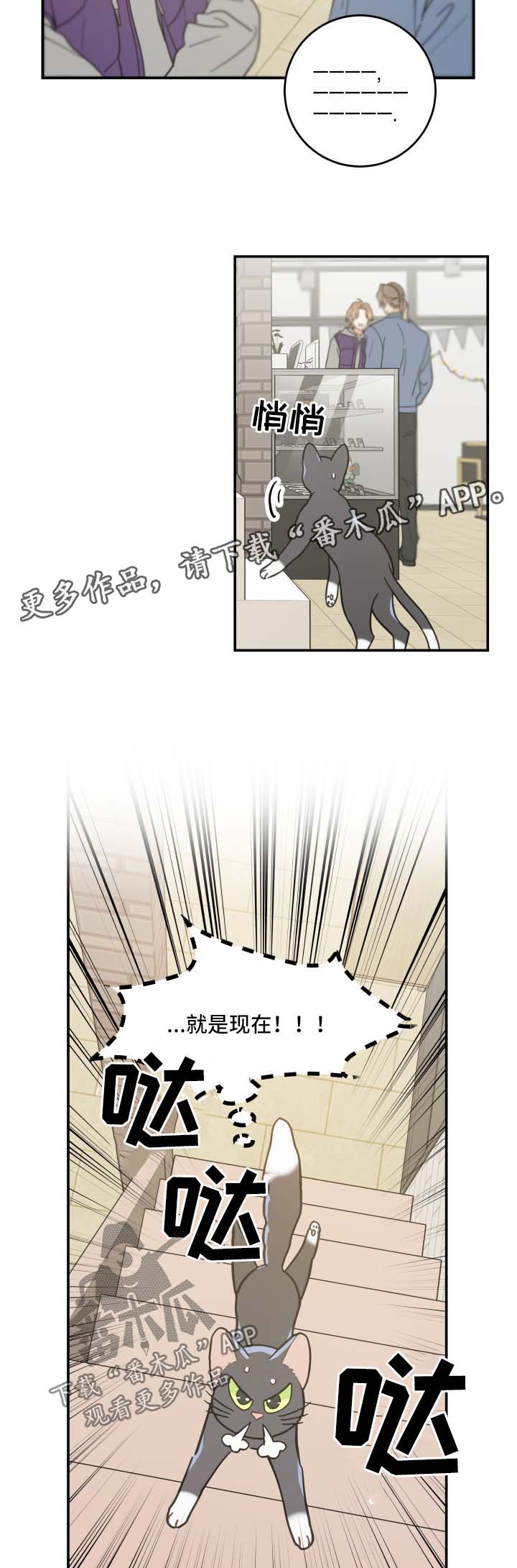 《亲爱的喵君》漫画最新章节第44章：快乐生活免费下拉式在线观看章节第【11】张图片