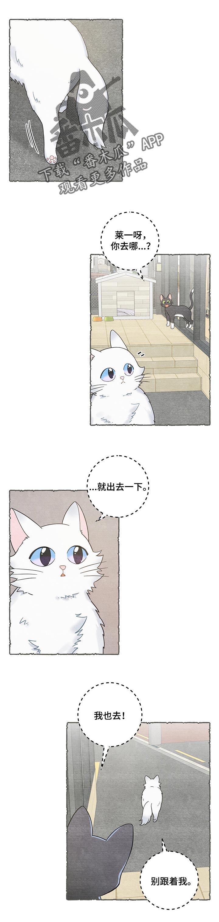 《亲爱的喵君》漫画最新章节第104章：失踪了免费下拉式在线观看章节第【11】张图片