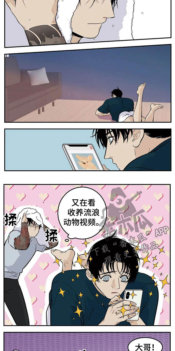 《老大的打火机》漫画最新章节第81章：流浪动物免费下拉式在线观看章节第【2】张图片