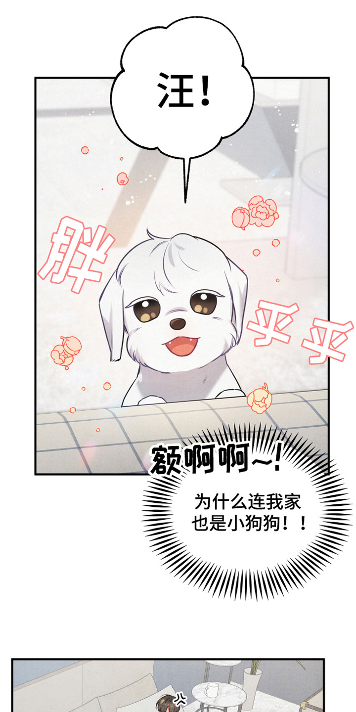 《危险接近》漫画最新章节第1章：小型犬免费下拉式在线观看章节第【16】张图片