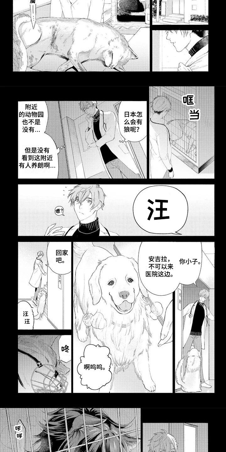 《服从吧狼少年》漫画最新章节第1章：可爱的狼人免费下拉式在线观看章节第【5】张图片