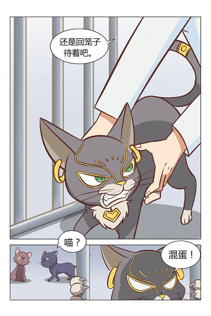 《喵即正义》漫画最新章节第17章：免费下拉式在线观看章节第【5】张图片