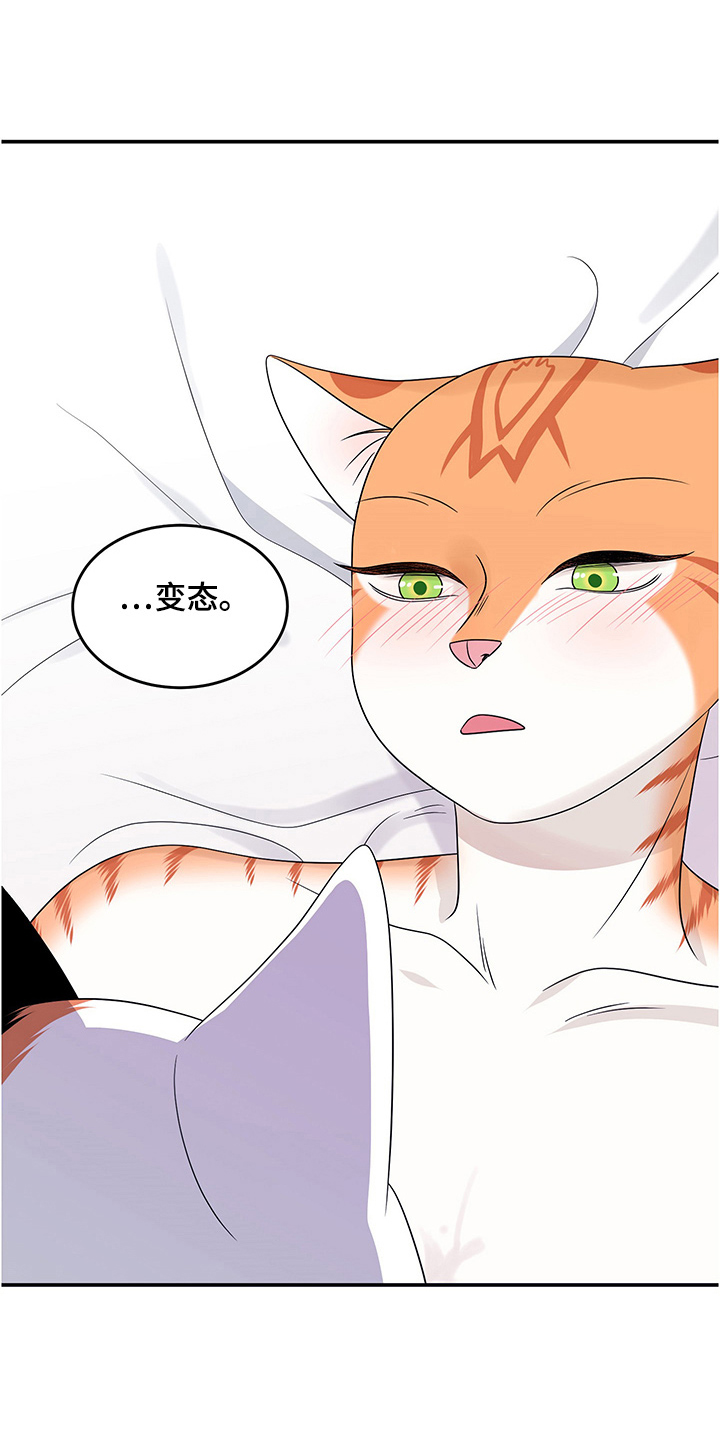 《灵猫欧米伽》漫画最新章节第12章：义务免费下拉式在线观看章节第【11】张图片