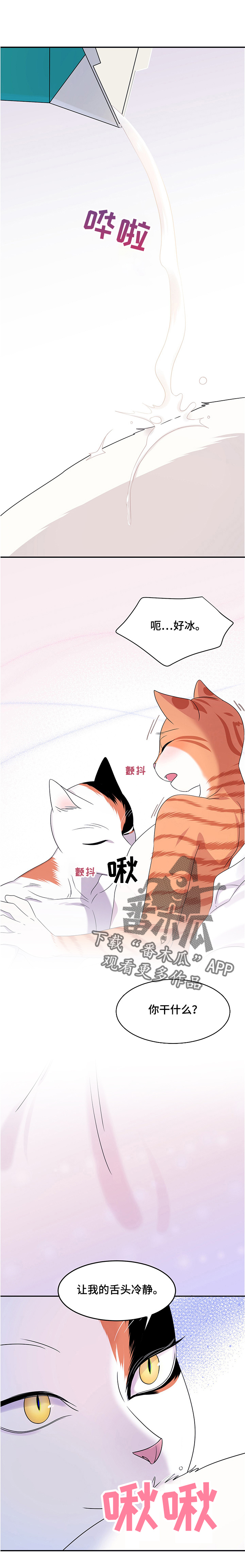 《灵猫欧米伽》漫画最新章节第12章：义务免费下拉式在线观看章节第【12】张图片