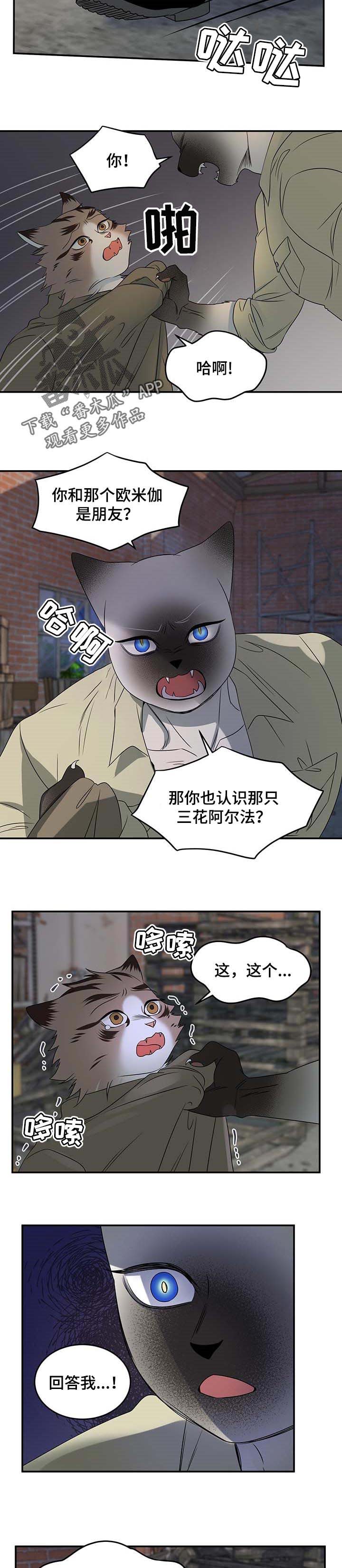 《灵猫欧米伽》漫画最新章节第31章：叫他出来免费下拉式在线观看章节第【4】张图片