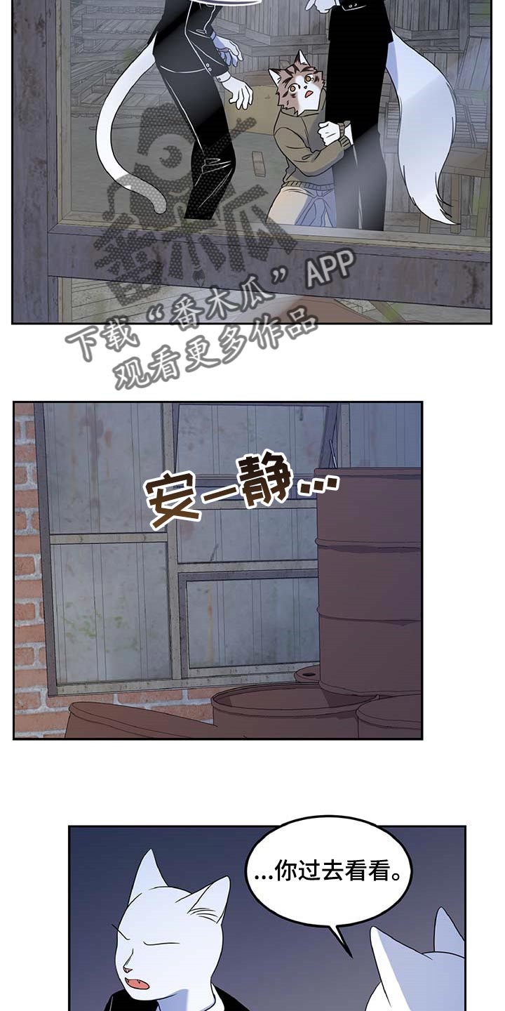 《灵猫欧米伽》漫画最新章节第37章：我很强的免费下拉式在线观看章节第【15】张图片