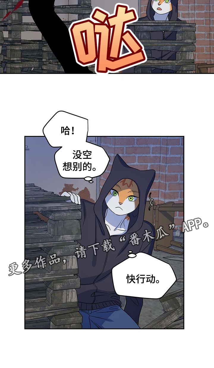 《灵猫欧米伽》漫画最新章节第37章：我很强的免费下拉式在线观看章节第【1】张图片