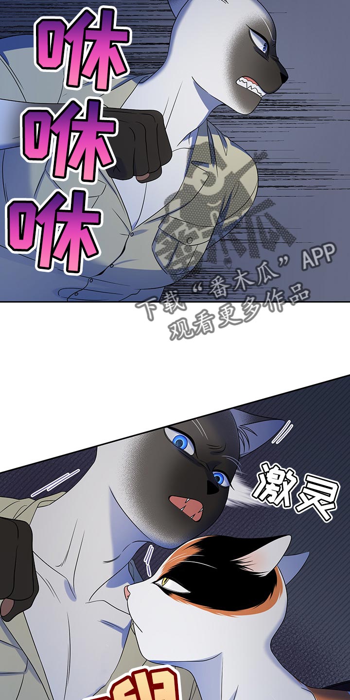 《灵猫欧米伽》漫画最新章节第39章：撤离免费下拉式在线观看章节第【8】张图片