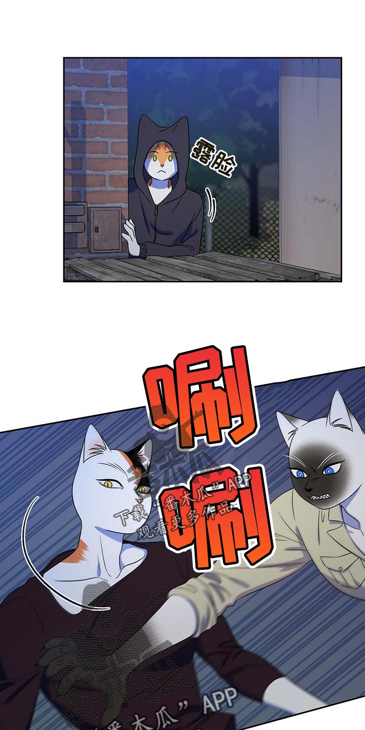 灵猫欧米伽-第39章：撤离全彩韩漫标签