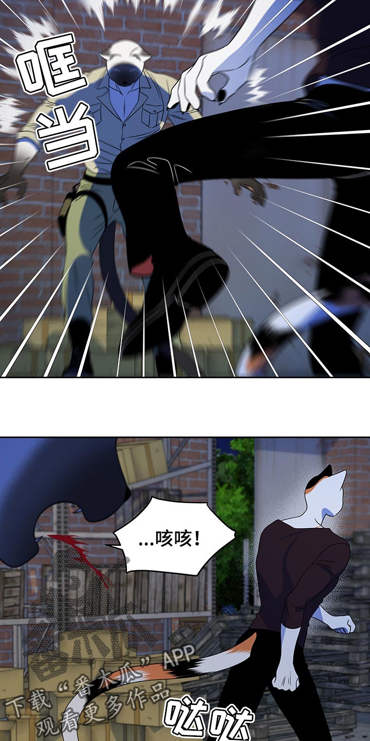 《灵猫欧米伽》漫画最新章节第39章：撤离免费下拉式在线观看章节第【4】张图片