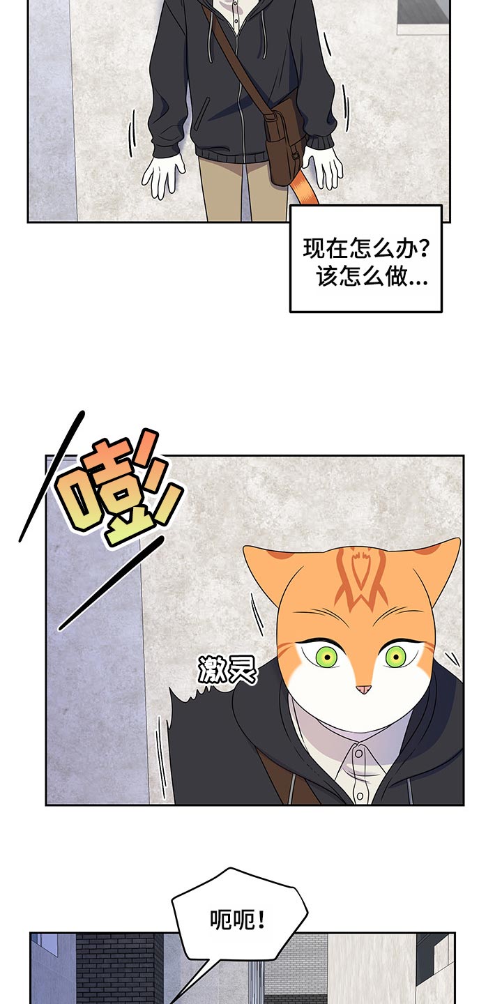 《灵猫欧米伽》漫画最新章节第43章：世道不太平免费下拉式在线观看章节第【5】张图片