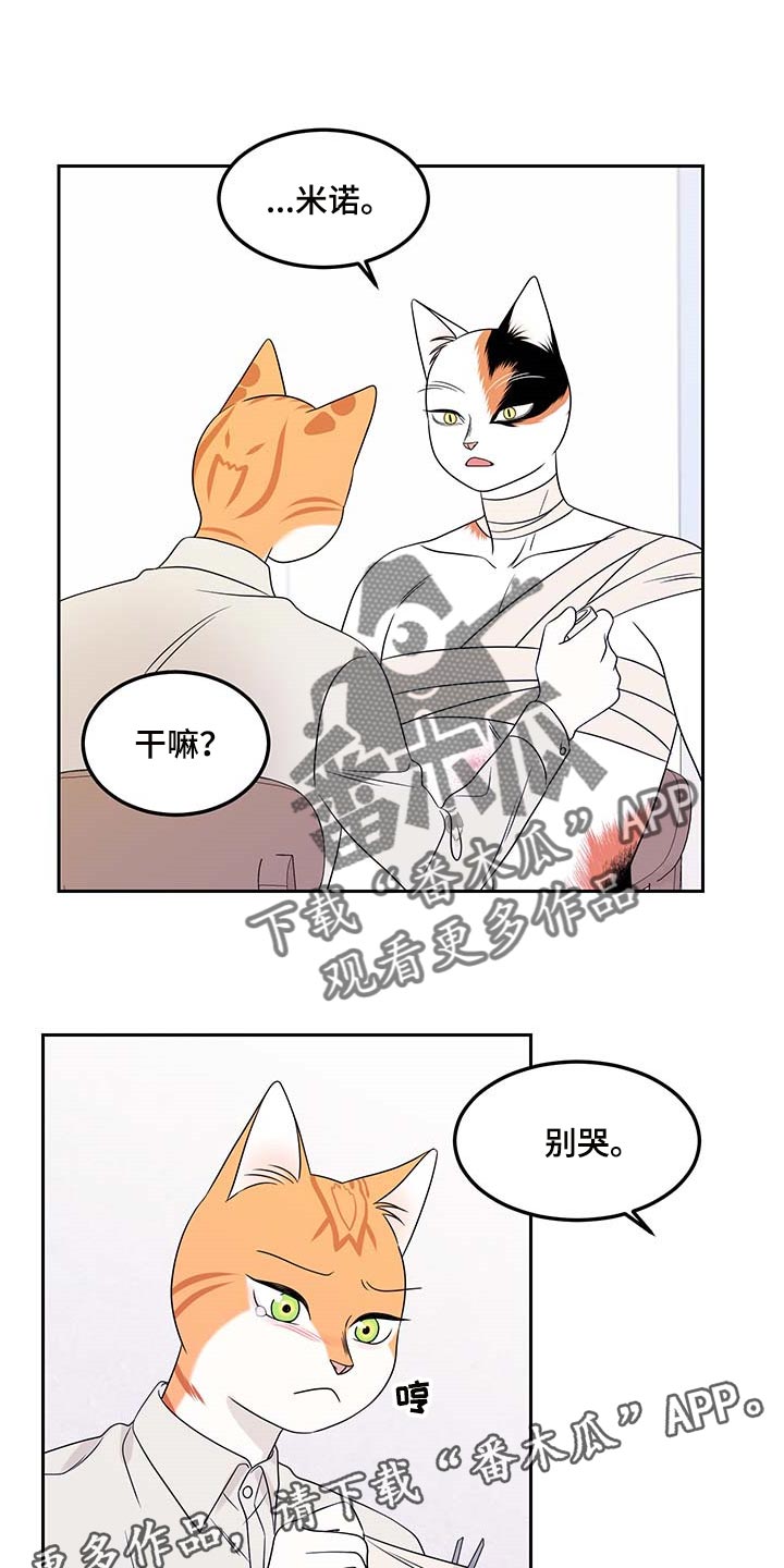 《灵猫欧米伽》漫画最新章节第45章：别哭免费下拉式在线观看章节第【2】张图片