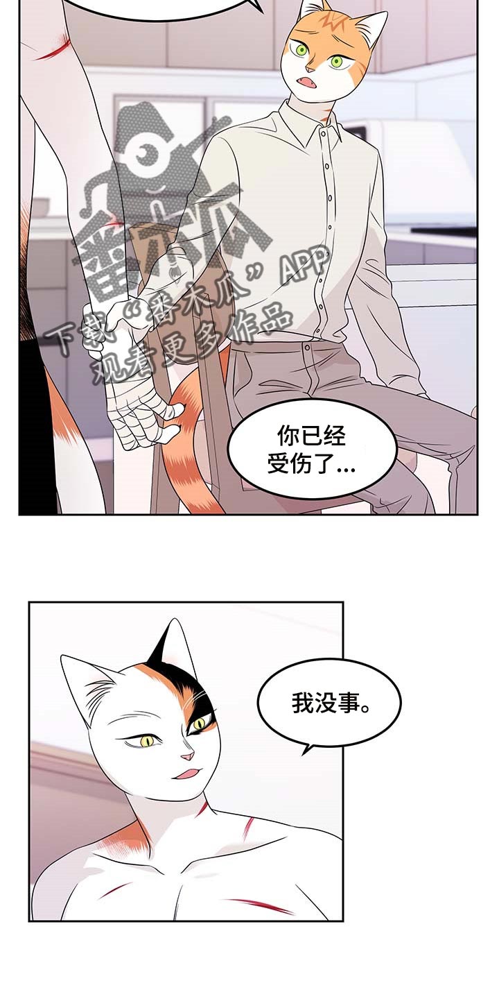 《灵猫欧米伽》漫画最新章节第45章：别哭免费下拉式在线观看章节第【6】张图片