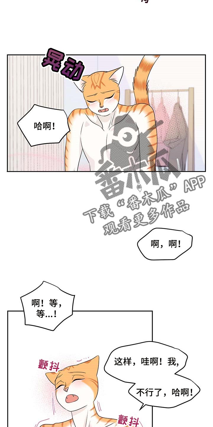 《灵猫欧米伽》漫画最新章节第46章：征服免费下拉式在线观看章节第【3】张图片