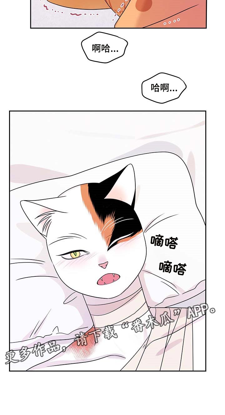 《灵猫欧米伽》漫画最新章节第46章：征服免费下拉式在线观看章节第【1】张图片