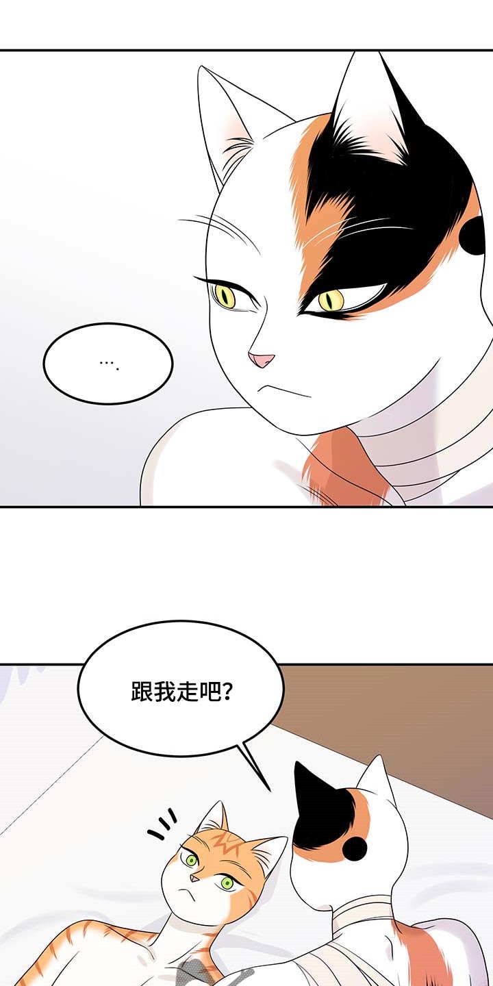 《灵猫欧米伽》漫画最新章节第48章：你慢慢考虑免费下拉式在线观看章节第【18】张图片