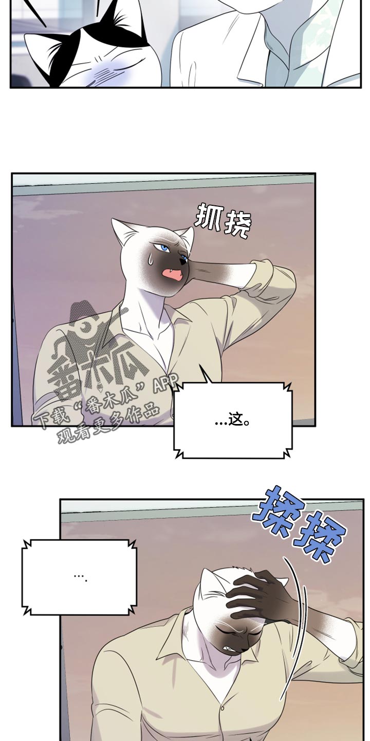 《灵猫欧米伽》漫画最新章节第57章：【第二季】新来的免费下拉式在线观看章节第【12】张图片