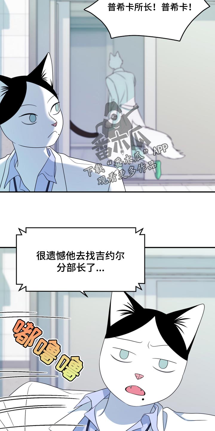 《灵猫欧米伽》漫画最新章节第57章：【第二季】新来的免费下拉式在线观看章节第【3】张图片