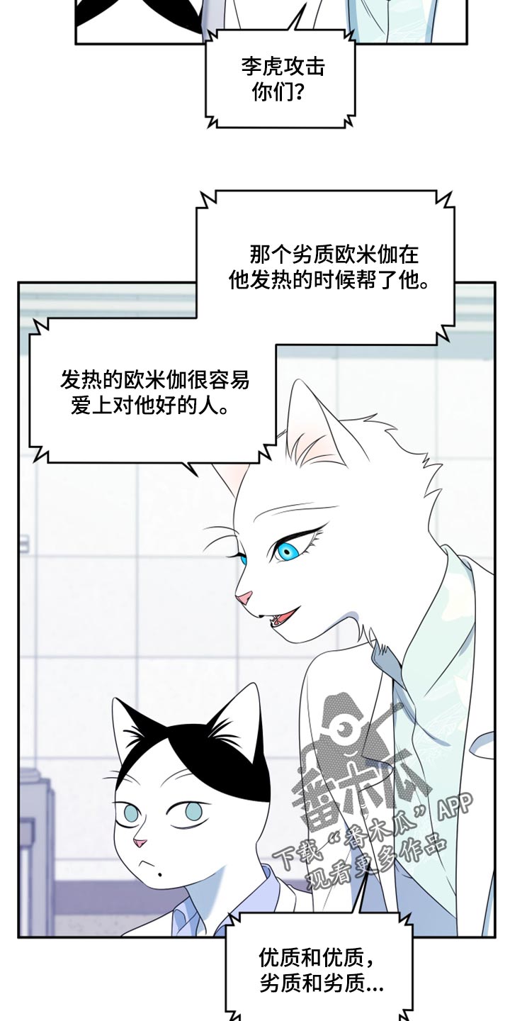 《灵猫欧米伽》漫画最新章节第57章：【第二季】新来的免费下拉式在线观看章节第【8】张图片