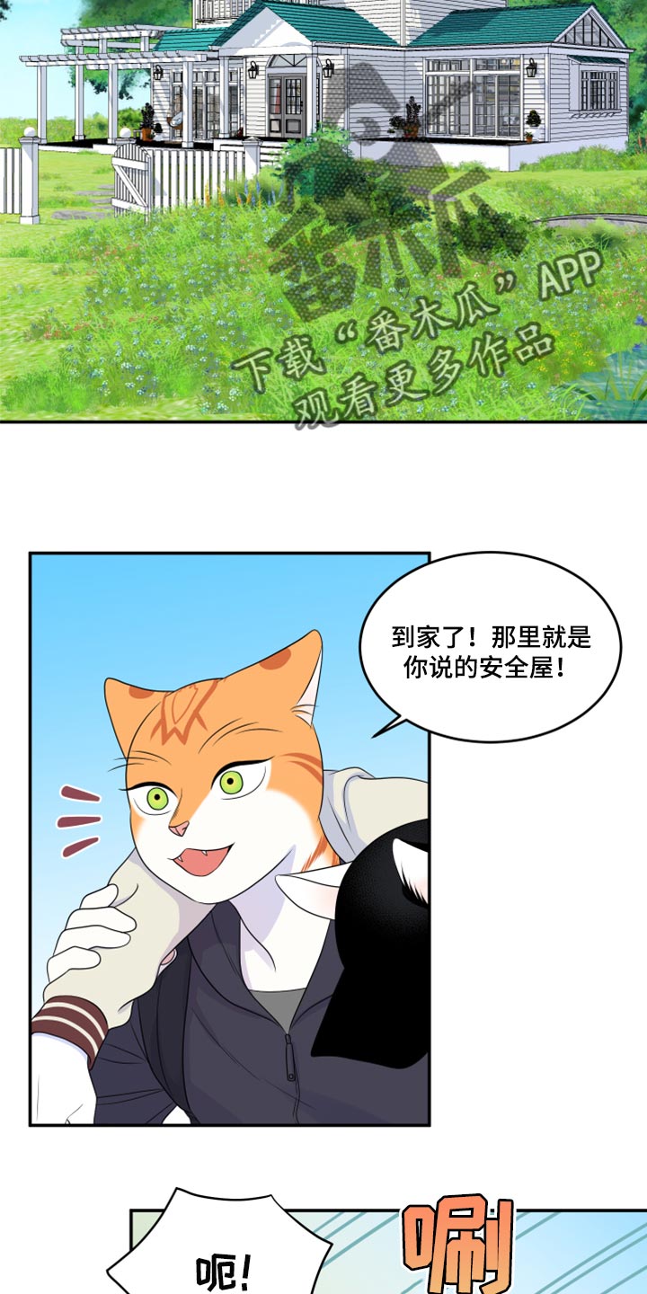 《灵猫欧米伽》漫画最新章节第60章：【第二季】失去理智免费下拉式在线观看章节第【3】张图片