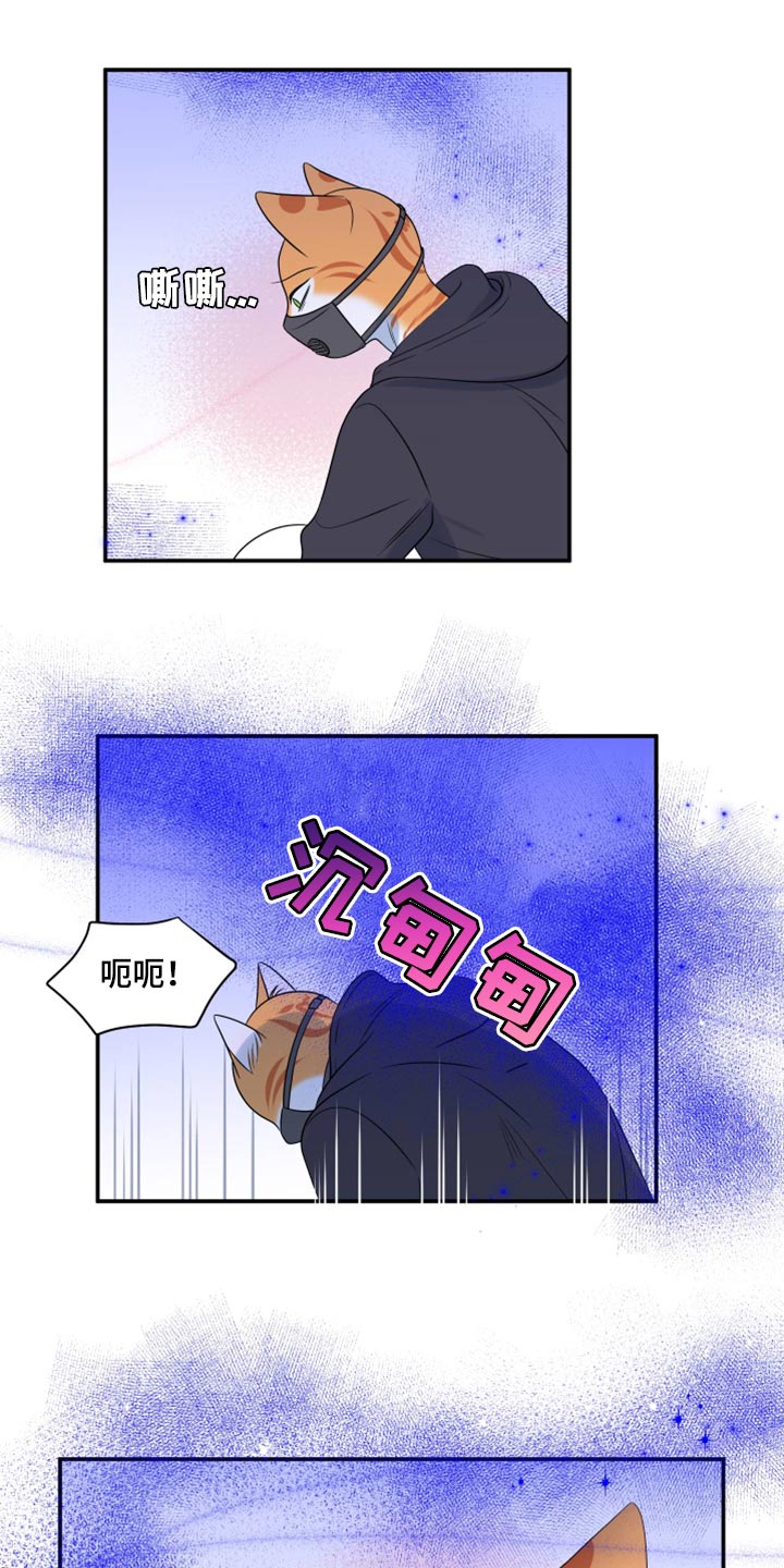 《灵猫欧米伽》漫画最新章节第62章：【第二季】撑过这一次就行免费下拉式在线观看章节第【12】张图片