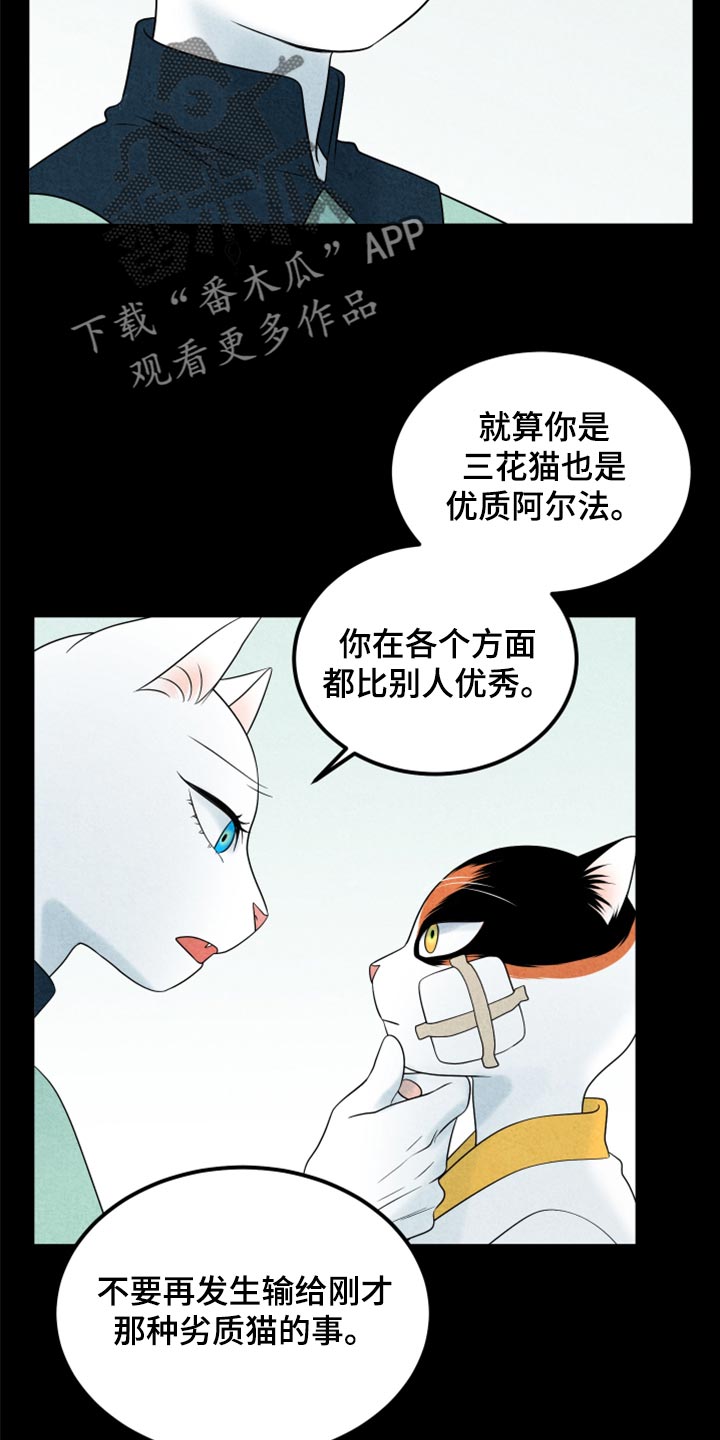 《灵猫欧米伽》漫画最新章节第70章：【第二季】我想放弃免费下拉式在线观看章节第【13】张图片