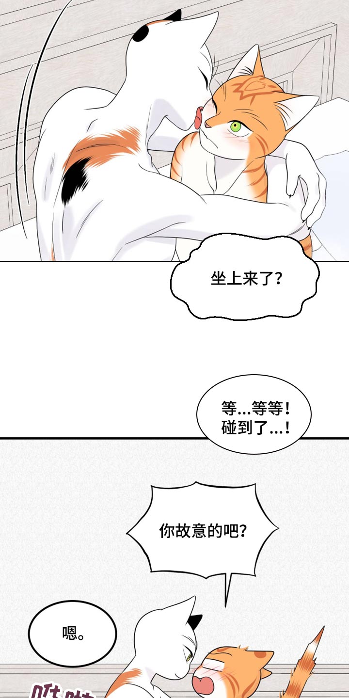 《灵猫欧米伽》漫画最新章节第72章：【第二季】这是折磨啊免费下拉式在线观看章节第【16】张图片